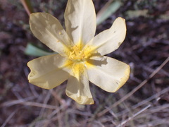 Moraea pallida