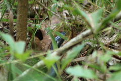 Coluber constrictor