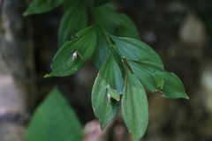 Ruscus hypoglossum