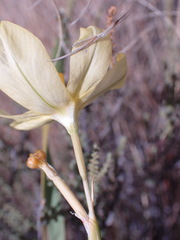 Moraea pallida