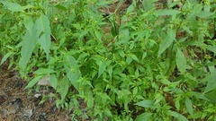 Bidens discoidea