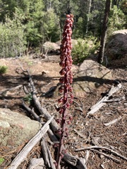 Pterospora andromedea