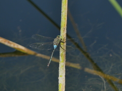 Anax parthenope