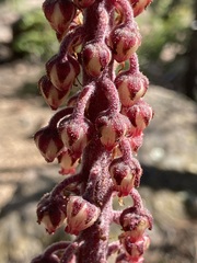 Pterospora andromedea