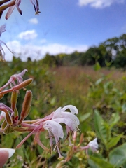 Oenothera gaura