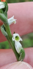 Spiranthes lacera