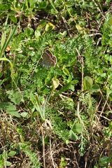 Aricia agestis