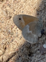 Coenonympha california