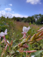 Oenothera gaura