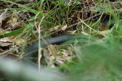 Coluber constrictor