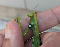 Mantis religiosa