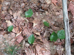 Maianthemum canadense