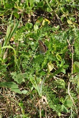 Aricia agestis