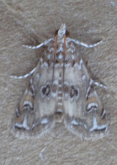 Elophila gyralis