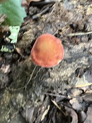 Hortiboletus rubellus