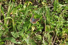 Aricia agestis