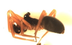 Walckenaeria mitrata