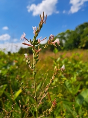 Oenothera gaura