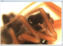 Walckenaeria mitrata