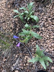Penstemon glaber
