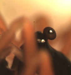 Walckenaeria mitrata