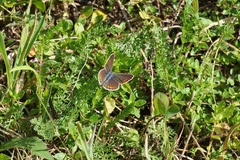 Aricia agestis