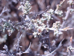 Pentzia incana