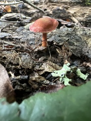 Hortiboletus rubellus