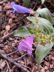 Penstemon glaber