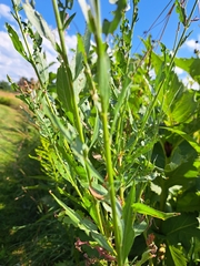 Oenothera gaura