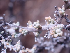 Pentzia incana