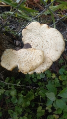 Cerioporus squamosus