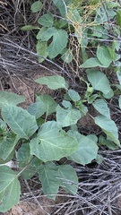 Datura discolor