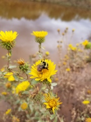 Bombus huntii