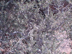 Diospyros austro-africana