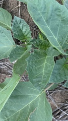 Datura discolor