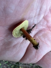 Hortiboletus rubellus