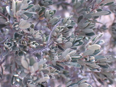 Diospyros austro-africana