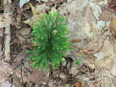 Dendrolycopodium