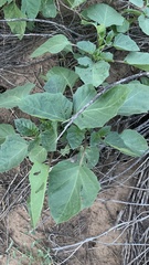 Datura discolor