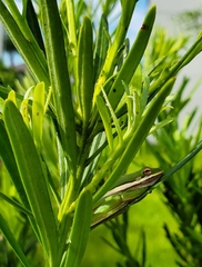 Anura