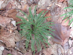 Dendrolycopodium