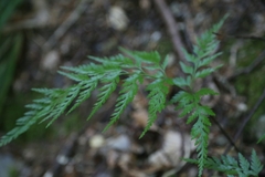 Asplenium adiantum-nigrum