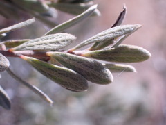 Diospyros austro-africana