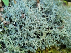 Cladonia furcata