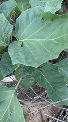 Datura discolor