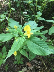 Impatiens edgeworthii