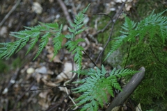 Asplenium adiantum-nigrum