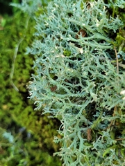 Cladonia furcata