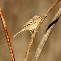 Spizella pusilla